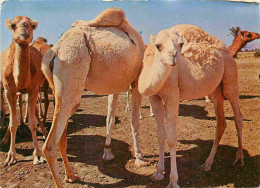 Animaux - Camélidés - Tunisie - Troupeau De Chameaux - Camels - CPM - Voir Timbre - Voir Scans Recto-Verso - Other & Unclassified