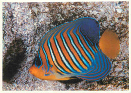 Animaux - Poissons - Aquarium De La Rochelle - 4 - Poisson Ange - Pygoplites Diacanthus - CPM - Voir Scans Recto-Verso - Fische Und Schaltiere