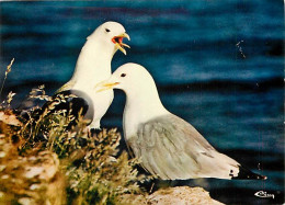 Animaux - Oiseaux - Oiseaux De Mer - Mouettes Tridactyles - CPM - Voir Scans Recto-Verso - Birds