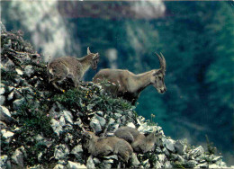 Animaux - Bouquetins - CPM - Voir Scans Recto-Verso - Sonstige & Ohne Zuordnung