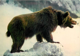 Animaux - Ours - Ours Des Pyrénées - CPM - Voir Scans Recto-Verso - Bären