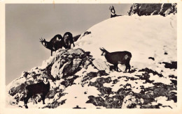 Gemsen Am Nebelhorn Bei Oberstdorf Im Bayr. Allgäu - Sonstige & Ohne Zuordnung