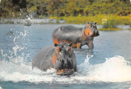 TANZANIA Tanzanie  UCANDA KENYA HIPPOPOTAMUS Hippopotame  37 (scan Recto Verso)ME2646BIS - Tansania