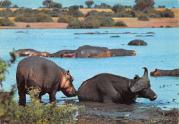 TANZANIA Tanzanie  UCANDA KENYA HIPPOPOTAMUS Hippopotame  BUFFLE BUFFALO At Hippo Pool  38 (scan Recto Verso)ME2646BIS - Tanzania