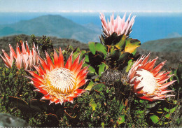Afrique Du Sud RSA  Zuid-Afrika Proteas  Cape Town KAAPSTAD  7  (scan Recto Verso)ME2646BIS - Zuid-Afrika