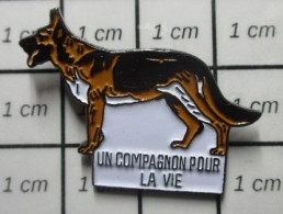 2020  Pin's Pins / Beau Et Rare / ANIMAUX / CHIEN BERGER ALLEMAND UN COMPAGNON POUR LA VIE - Animals