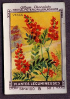 Nestlé - 100B - Plantes Légumineuses, Fabaceae, Leguminosae, Papilionaceae - 1 - Vesce, Vicia, Vetches - Nestlé
