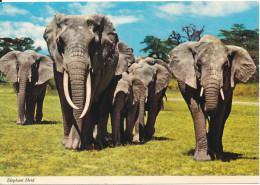 Tanzania Postcard Sent To Switzerland 1982  Elephant Herd - Tanzanie