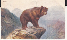 CO99. Vintage Postcard.  Bear On A Mountain Top. - Ours