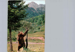 Ours Des Pyrénées - Bären