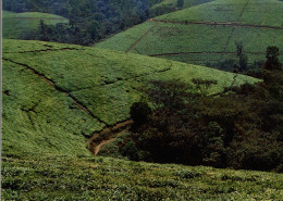 CPM Burundi Plantation De Thé à Teza - Culturas