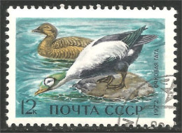 773 Russie Canard Duck Ente Anatra Pato Eend (RUK-634) - Patos