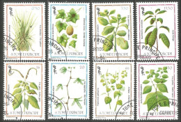 788 Sao Tome Principe Plante Plant Heilpflanze Pflanze Medicinal Médicinale (SAO-23b) - Sonstige & Ohne Zuordnung