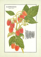 Recettes De Cuisine - Raspberries - Framboises - Illustration - Gastronomie - CPM - Voir Scans Recto-Verso - Ricette Di Cucina