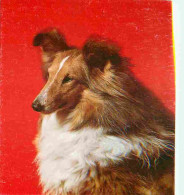 Animaux - Chiens - Colley - CPM - Voir Scans Recto-Verso - Perros