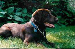 Animaux - Chiens - Labrador - CPM - Voir Scans Recto-Verso - Perros