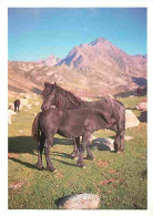 Animaux - Chevaux - Cheval De Meréns - Poulinière Et Son Poulain En Automne Dans Les Estives Des Pyrénées - CPM - Voir S - Pferde