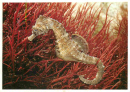 Animaux - Poissons - Aquarium De La Rochelle - 9 - Hippocampes - CPM - Voir Scans Recto-Verso - Pescados Y Crustáceos