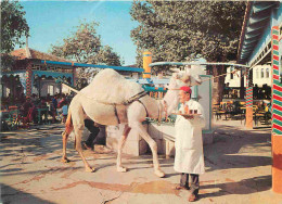 Animaux - Camélidés - Tunisie - La Marsa - Le Café Saf-Saf - Serveur - CPM - Voir Scans Recto-Verso - Otros & Sin Clasificación