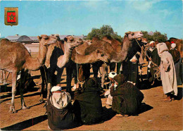 Animaux - Camélidés - Maroc - Marché Au Chameaux - Camels - CPM - Voir Scans Recto-Verso - Otros & Sin Clasificación