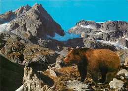 Animaux - Ours - Ours Des Pyrénées - CPM - Voir Scans Recto-Verso - Osos