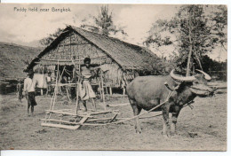 Carte Postale Ancienne Thaïlande - Paddy Field Near Bangkok - Attelage - Thaïlande