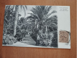 PALERMO -ORTO BOTANICO VIALE DELLE PALME 1906 - Palermo