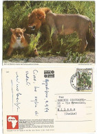 Somalia Dichrostachys Glomerata Tree S.2.30 Solo Franking Pcard Lions In The Bush 9set1979 - Árboles