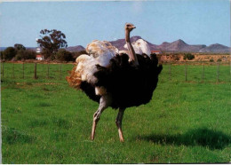 AUTRUCHE. -  OSTRICH. - Sud Africa