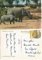 Somalia Nat.Tribal Dances S.1 Solo Franking Pcard Rhinos Mogadiscio 3jan1973 - Somalia (1960-...)