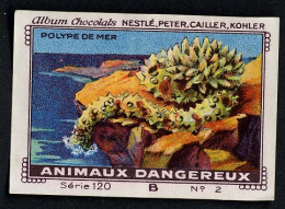 Nestlé - 120B - Animaux Dangereux, Dangerous Animals - 1 - Polype De Mer - Nestlé