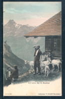 13503 BE - Kienthal - Auf Hoher Alp - Bergers Avec Chèvres - Autres & Non Classés