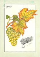 Recettes De Cuisine - Grapes - Raisins - Illustration - Gastronomie - CPM - Voir Scans Recto-Verso - Recipes (cooking)