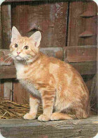 Animaux - Chats - Chat Roux Et Blanc - Portrait - Voir Timbre De Belgique - CPM - Voir Scans Recto-Verso - Cats