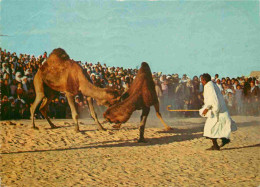 Animaux - Camélidés - Tunisie - Sud Tunisien - Combat De Chameaux - Camels - CPM - Voir Scans Recto-Verso - Other & Unclassified