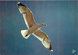 Animaux - Oiseaux - Oiseaux De Mer - Goélands Argentés - Bretagne - CPM - Voir Scans Recto-Verso - Birds