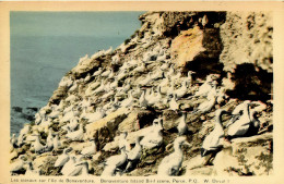 L'ILE BONAVENTURE, QUÉBEC - LES OISEAUX SUR L'iLE BONAVENTURE - W. DUVAL - PECO - - Percé