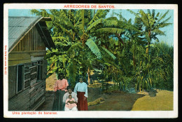 042 - BRESIL - ARREDORES DE SANTOS - Uma Plantaçao De Bananas - Altri & Non Classificati