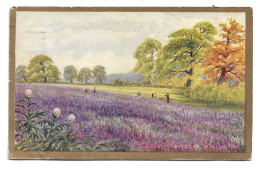 Postcard UK Wallington Field Of Lavender Flowers Agriculture Farming Farm Crops Posted 1908 - Cultures