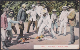 POS-1867 CUBA POSTCARD 1910 CAIMANERA CANCEL COCK FIGHT ROOSTER.  - Kuba