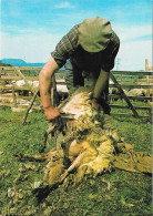 Vieux Métiers Et Traditions - La Tonte Des Moutons Avec Les "forces" Ancêtre Des Ciseaux - Paysans
