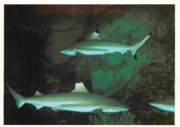 Animaux - Poissons - Aquarium De La Rochelle - 13 N - Carcarhinus Melanopterus - Requins à Aileron Noir - CPM - Voir Sca - Pesci E Crostacei