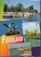 Friesland - Haventje, Koeien, Surfing, Nest Ooievaars, Birds - Sonstige & Ohne Zuordnung