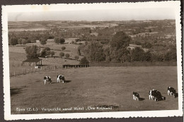 Epen (ZL) Vergezicht Vanaf Hotel 'Ons Krijtland' . Koeien, Cows.  1959 - Autres & Non Classés