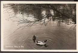 Apeldoorn, Berg En Bos - Eenden In De Vijver, Ducks 1954 - Apeldoorn