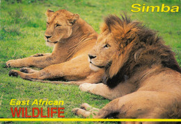 ANIMAUX  LIONS   SIMBA . WILDLIFE - Leeuwen