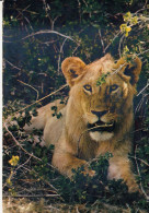 ANIMAUX  LIONS - Leoni