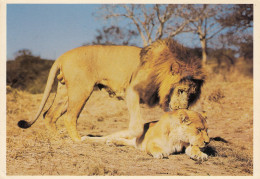 ANIMAUX  LIONS - Leones