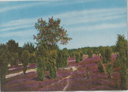 30298 - Lüneburger Heide - Erika, Wacholder Und Vogelbeeren - 1971 - Lüneburger Heide