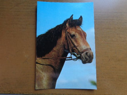 Paard, Horse, Cheval  -> Unwritten - Pferde